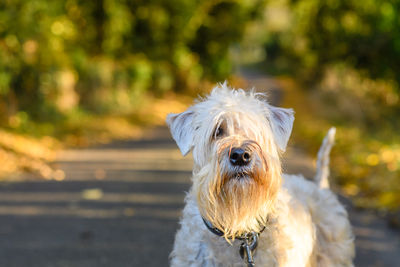 Close-up of a soft coated wheaten terrier dog