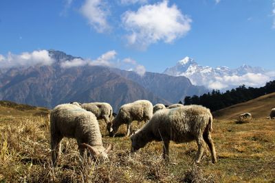 Sheep grazing on field against sky