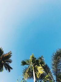 Low angle view of palm trees against clear blue sky