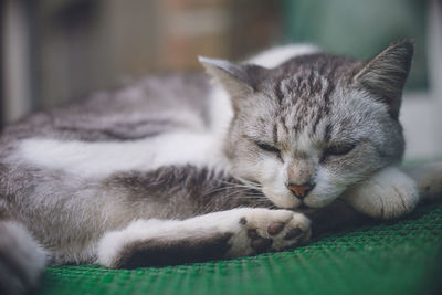 Close-up of cat