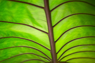 Close-up of green leaf background