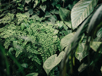 Close-up of fresh green leaves