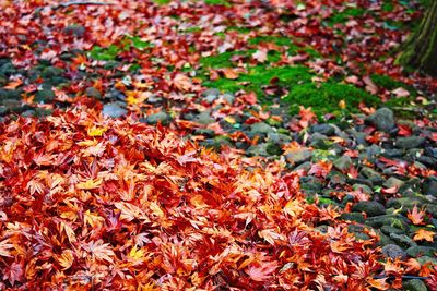 Full frame shot of autumn leaves