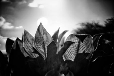 Low angle view of plants against sky