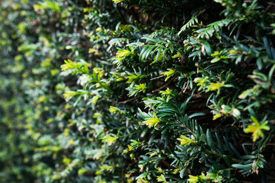 Close-up of fern on tree