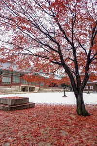 Cherry blossom tree in park during autumn