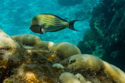 Fishes and corals in tropical sea