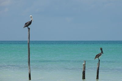 Pelicans perching on wooden posts in sea against sky