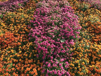 Full frame shot of multi colored flowers against sky