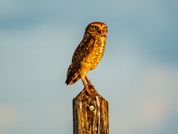 Close-up of bird perching against clear sky