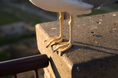 Close-up of seagull perching on ground