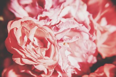 Full frame shot of pink roses