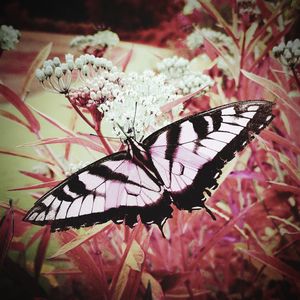 Close-up of butterfly on tree trunk