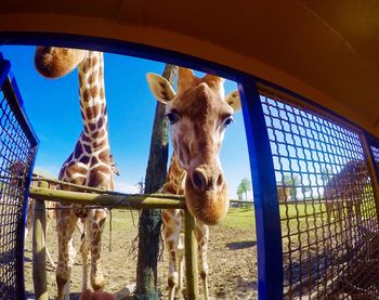 Portrait of giraffes on field seen through cage
