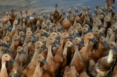 Flock of birds