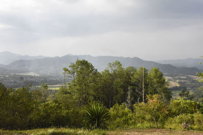 Scenic view of trees and mountains against sky