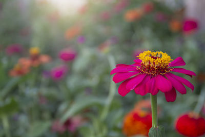 Close-up of pink cosmos flower