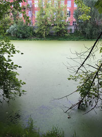 Scenic view of lake by trees and plants