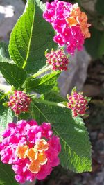 Close-up of pink flowers blooming outdoors