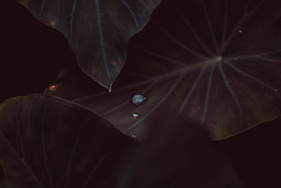 Close-up of raindrops on leaves