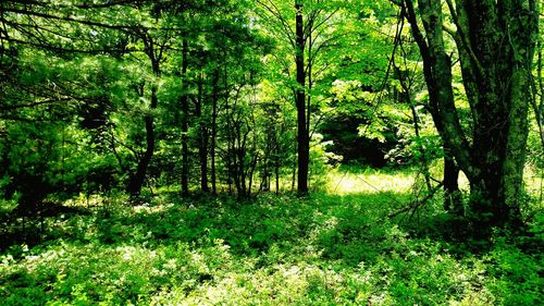 Trees in forest