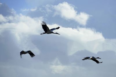 Low angle view of seagulls flying in sky