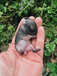 Close-up of hand holding baby rabbit