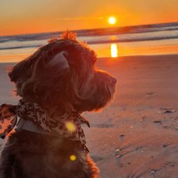 Dog on beach during sunset