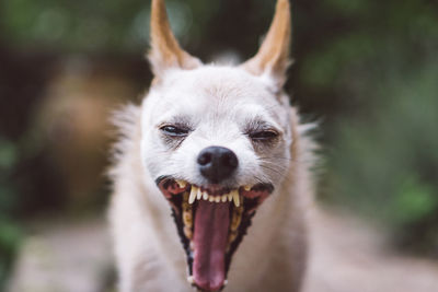 Close-up portrait of a dog