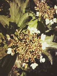 Close-up of flowers