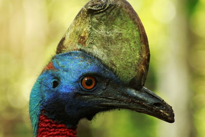 Close-up of a peacock