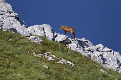 Chamois in biokovo nature park, croatia