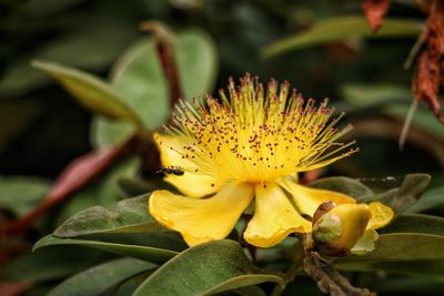 Close-up of yellow flowering plant