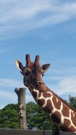 Low angle view of giraffe against sky