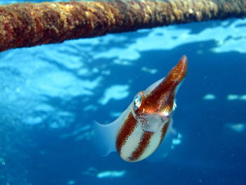 Close-up of fish swimming in sea