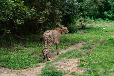 Lion walking in a field
