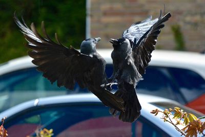 Close-up of crow fight