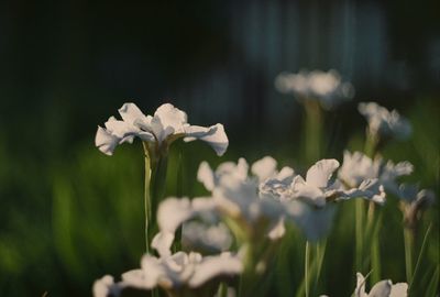 Close-up of white flowering plant on field