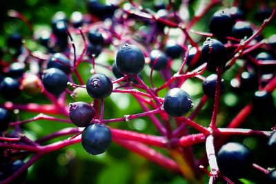 Close-up of berries growing on tree