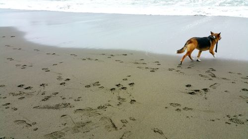 Dog walking on beach fetched stick