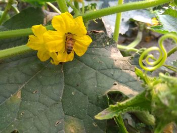 Close-up of yellow flower