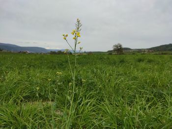 Scenic view of grassy field against sky