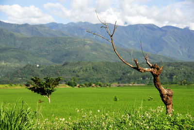 Tree on field by mountains against sky