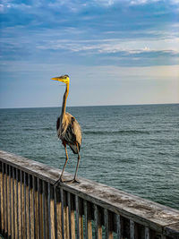 Bird perching on railing against sea