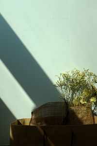 Close-up of plant in cardboard box against wall