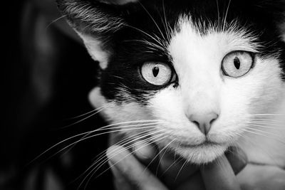 Close-up portrait of cat