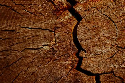 Full frame shot of tree stump