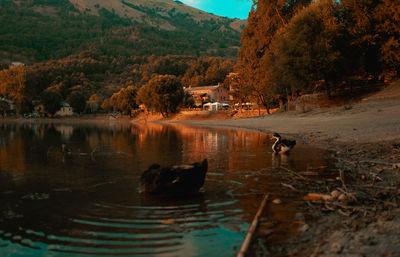 View of ducks in lake