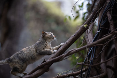 Cat climbing on tree trunk