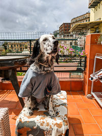 View of dog sitting on table against buildings